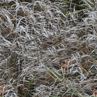 High Resolution Seamless Grass Texture 0015